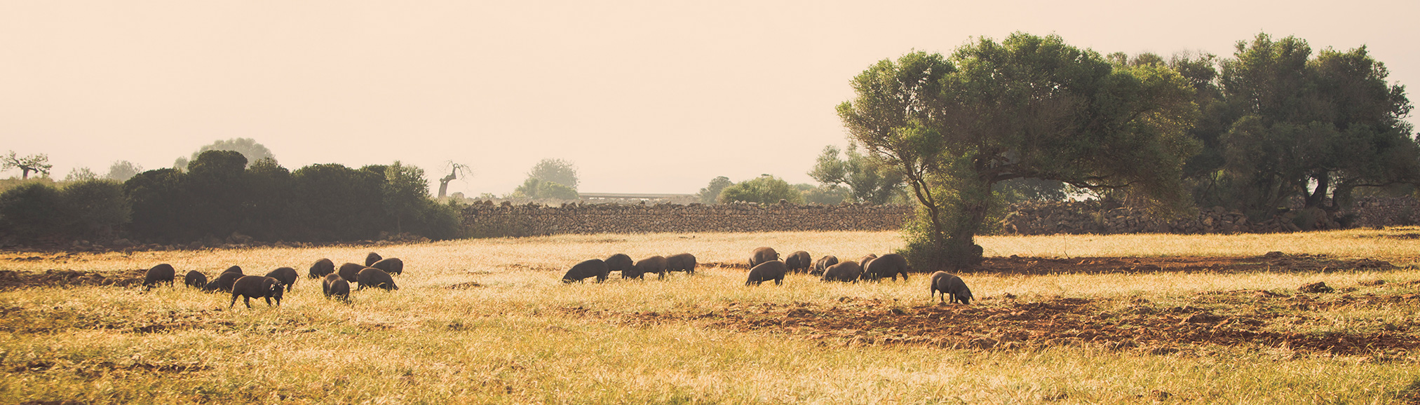 Porc-Negre